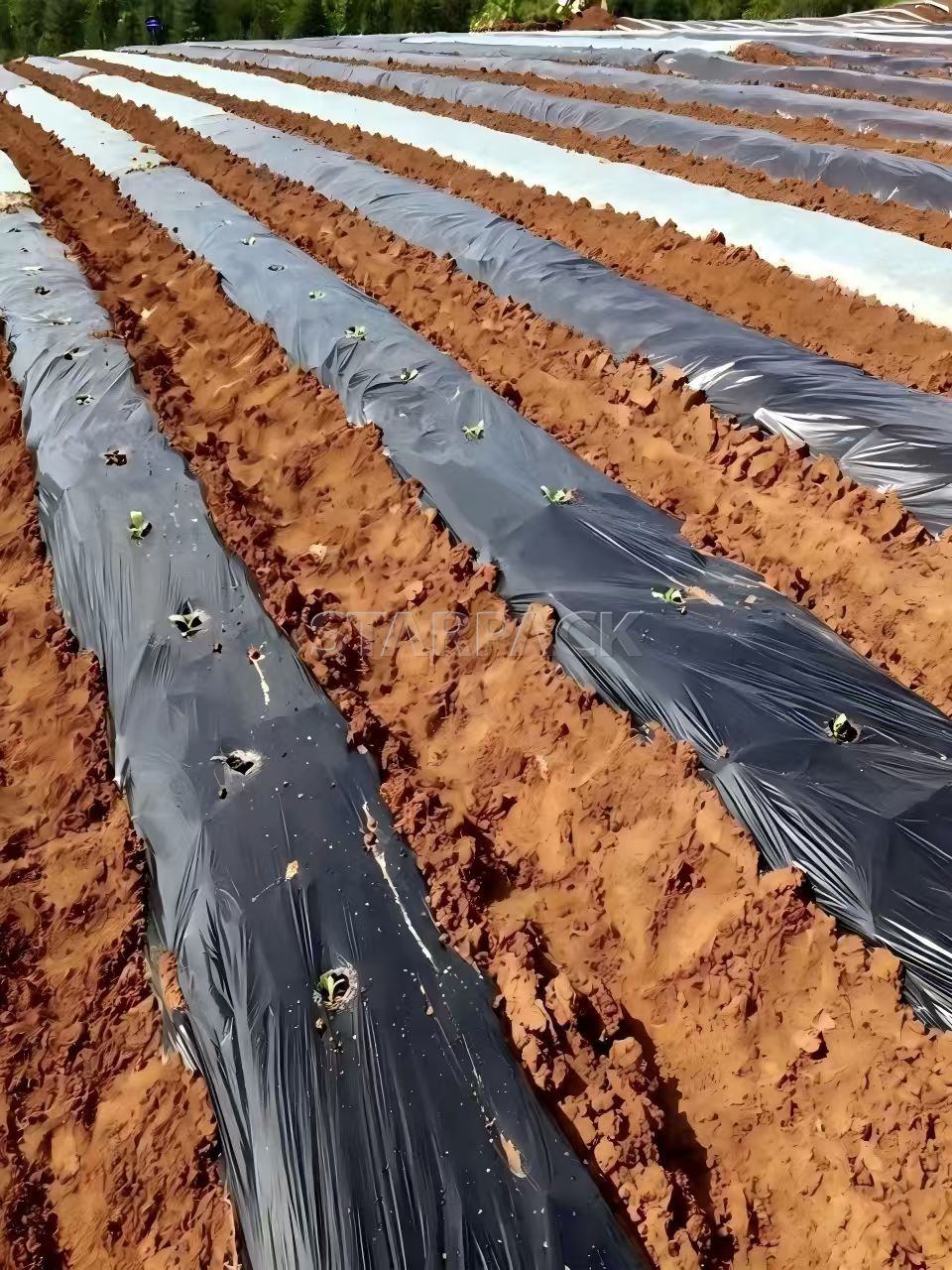 Fully biodegradable black mulch film applied on farmland rows, eco agricultural film for weed control and soil warming